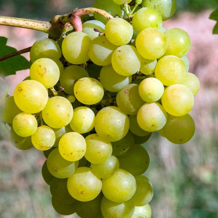 

Саженцы Виноград Мускат Алабы (десертный)