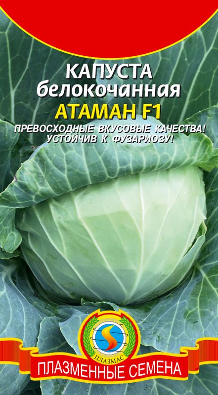 

капуста б/к f1 атаман семена, капуста б/к f1 атаман семена купить
