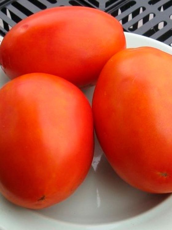 

томат сахарный гигант семена, томат сахарный гигант семена купить