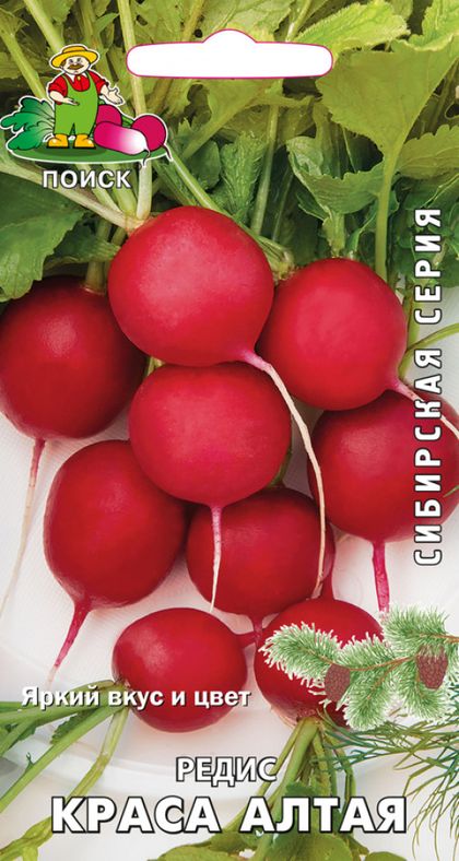 

редис краса алтая семена, редис краса алтая семена купить