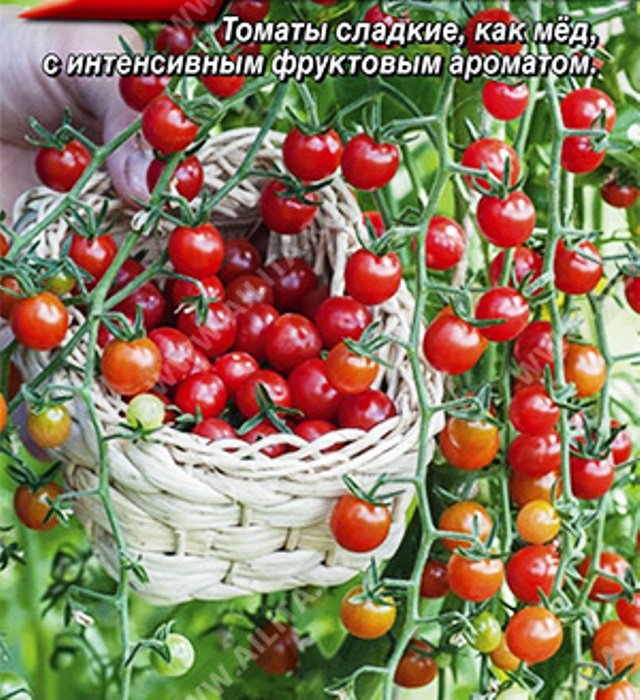 

томат сладкий жемчуг ® семена, томат сладкий жемчуг ® семена купить