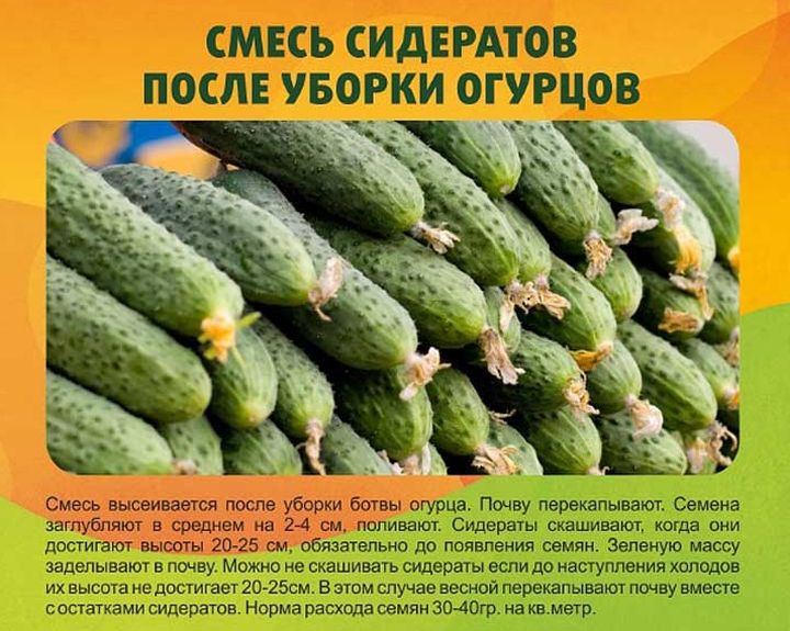 Смесь сидератов для Огурцов