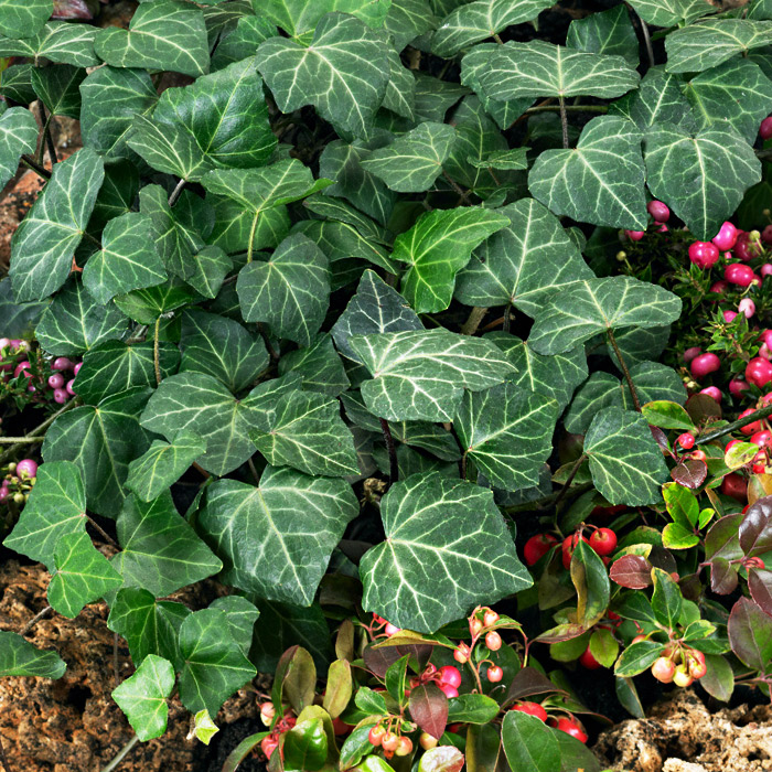 Купить Плющ Садовый Вечнозеленый Морозостойкий