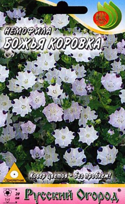 

немофила божья коровка семена, немофила божья коровка семена купить