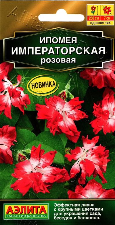 Ипомея Императорская розовая