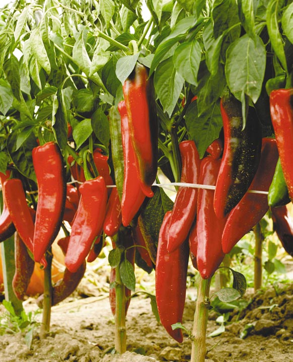 Перец изобилие. Перец сладкий едино f1 (20шт). Перец изобилие. Перец антошка седек. Перец острый двойное изобилие.