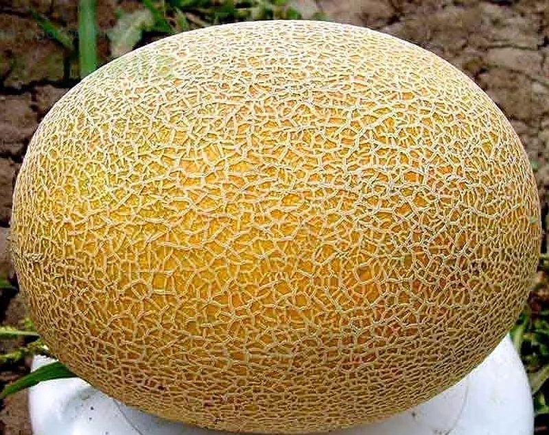 Купить Семена Дыни Сорт Капучино