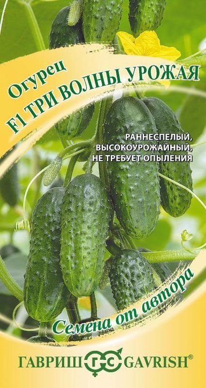 

огурец три волны урожая f1 семена, огурец три волны урожая f1 семена купить