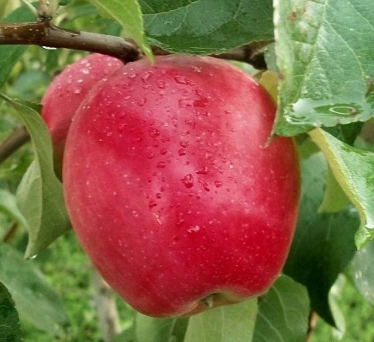 

Саженцы Яблоня колоновидная Алые паруса