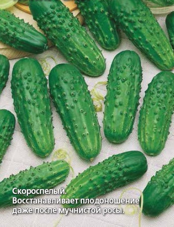 

огурец конкурент семена, огурец конкурент семена купить
