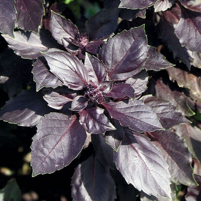 Посуда Черный Базилик Купить