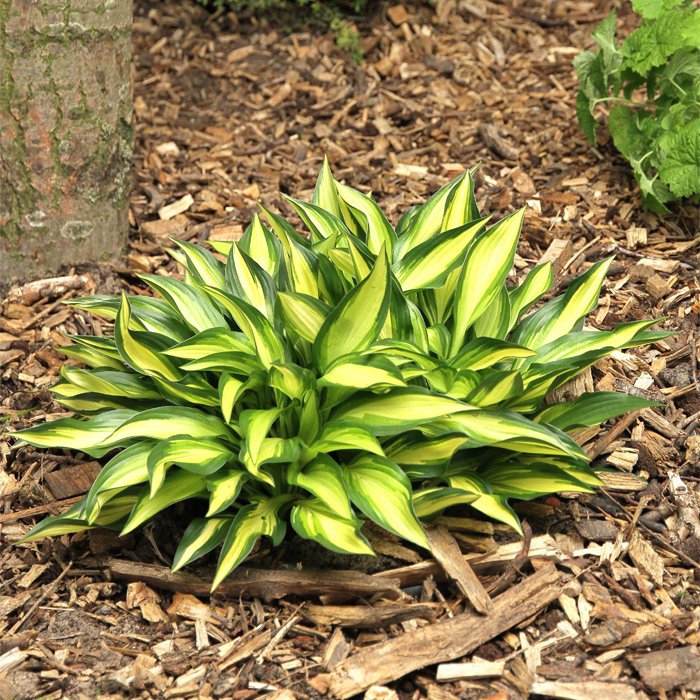 

Хоста Лейксайд Литл Тафт