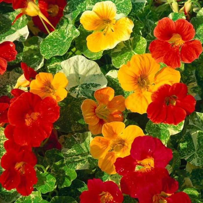 Устойчивость к погодным условиям