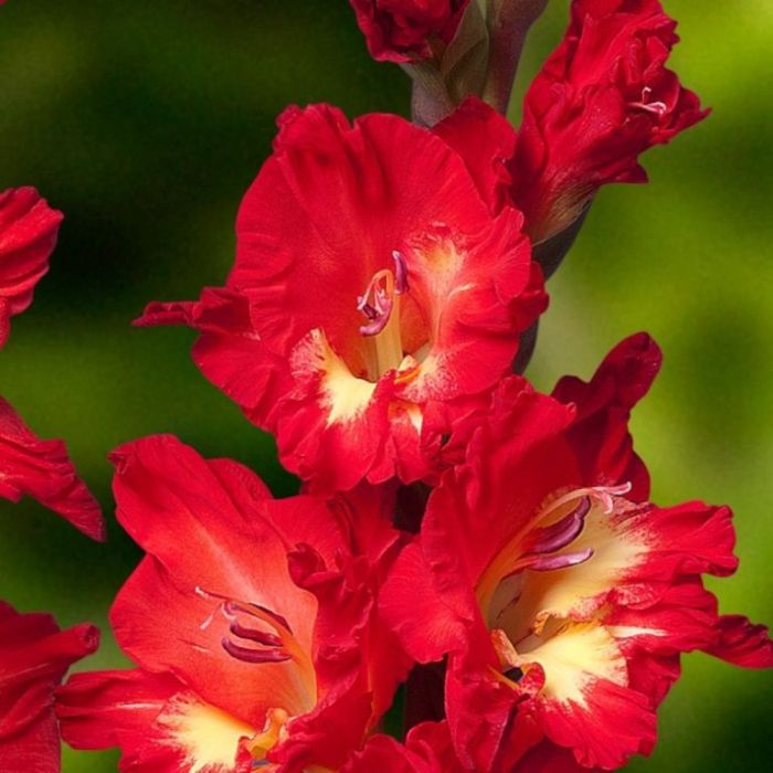 

Гладиолус Дебюсси (Весна)