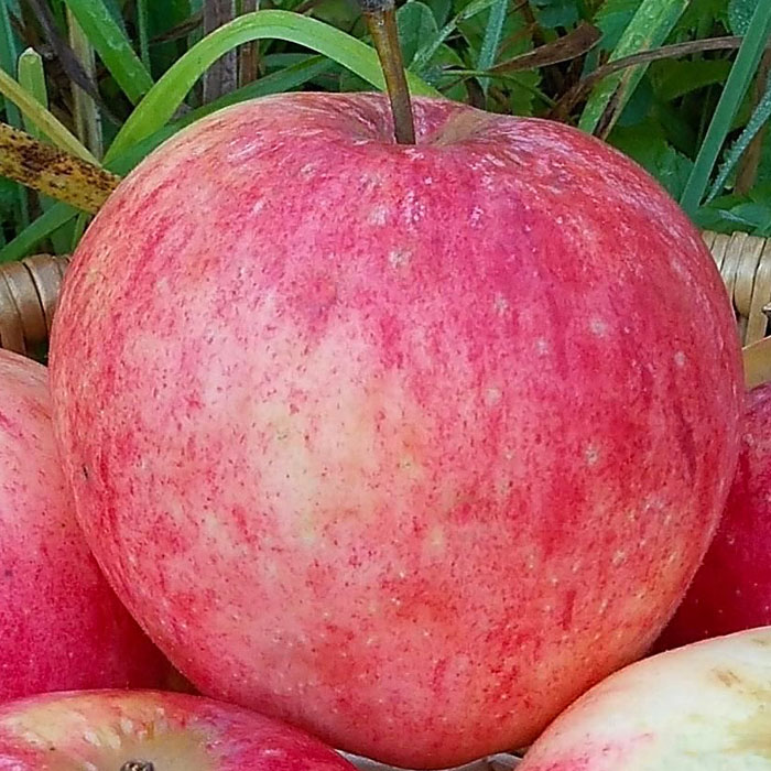 Яблоня штрейфлинг штрифель. Штрифель яблоня. Яблоня штрейфлинг. Сорта яблок штрейфлинг. Сорта яблок штрейфлинг.