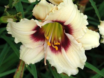 Hemerocallis Snowy Eyes