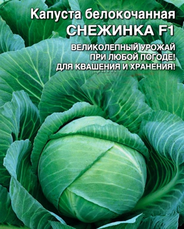 Коронет капуста описание. Капуста сорт крюмон. Класс луковиц триумф фото. Капуста белокочанная июньская гавриш. Капуста сорт триумф дата сбора.