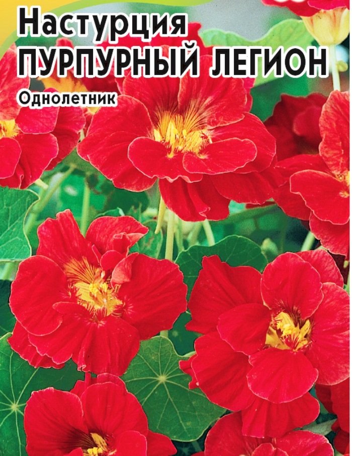 Настурция махровая Пурпурный легион