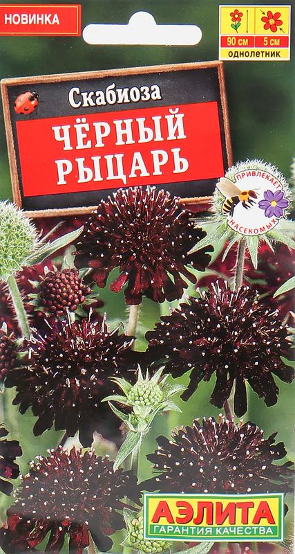 

скабиоза черный рыцарь семена, скабиоза черный рыцарь семена купить