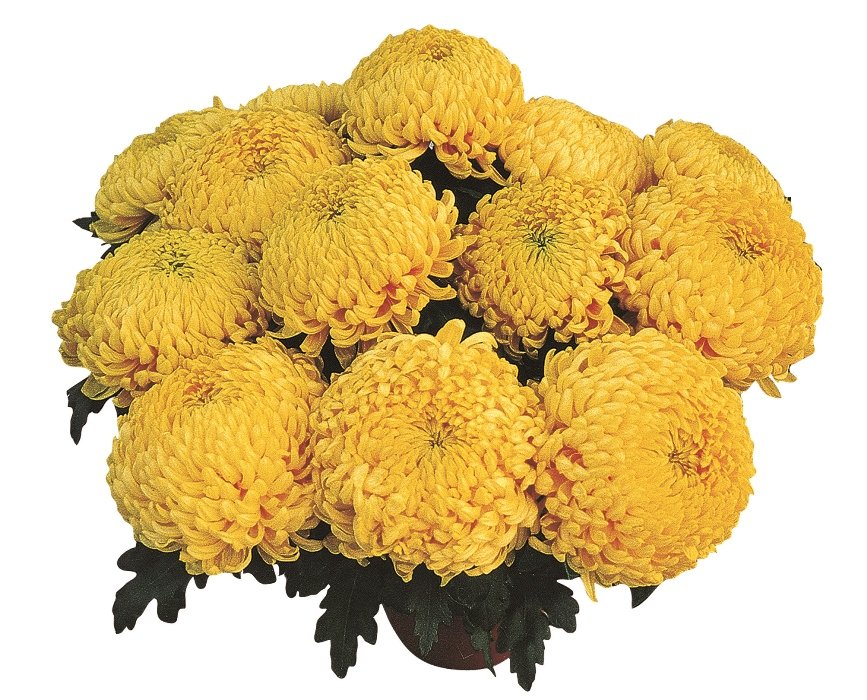 Хризантема Марица