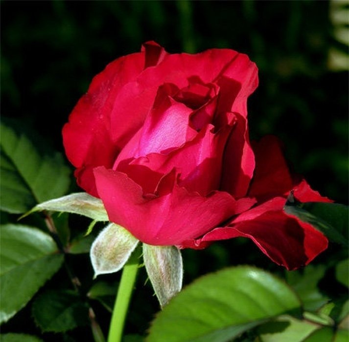Роза Легендс