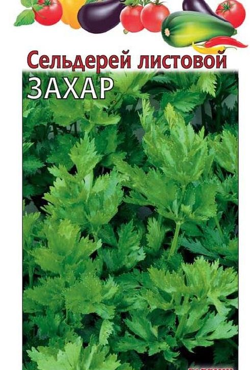 Сельдерей листовой Захар