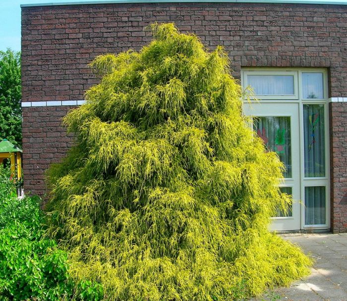 

Саженцы Кипарисовик горохоплодный Филифера Ауреа, горшок р9