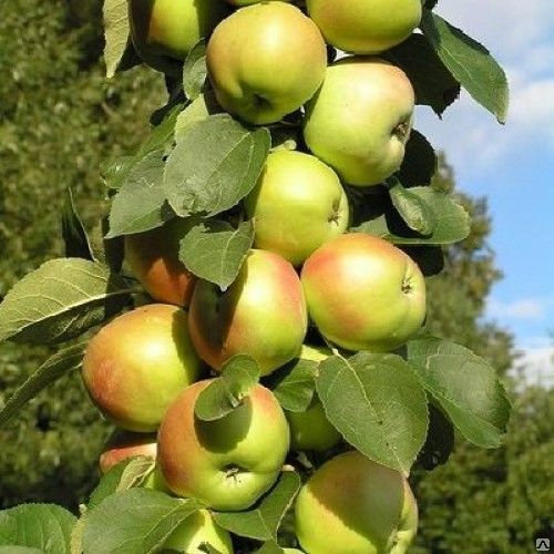 Яблоня колоновидная Валюта ( горшок 7л) - купить с доставкой