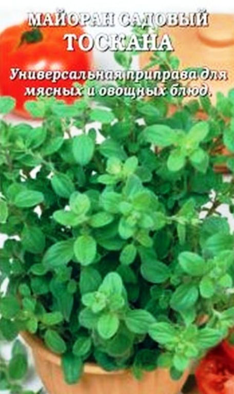 

майоран тоскана семена, майоран тоскана семена купить