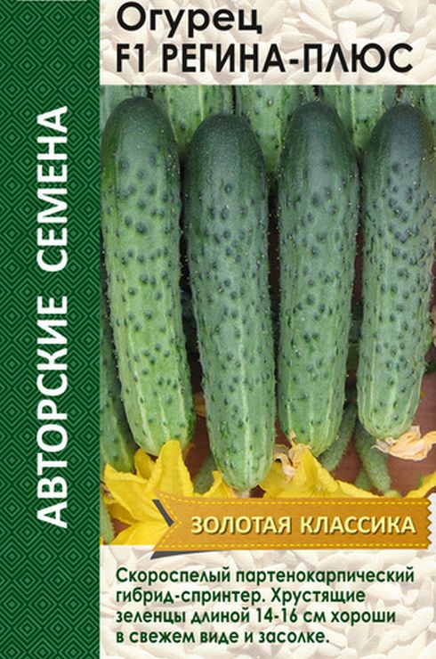 Огурец F1 Регина-плюс