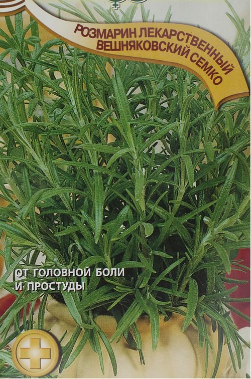 Розмарин лекарственный Вишняковский Семко*