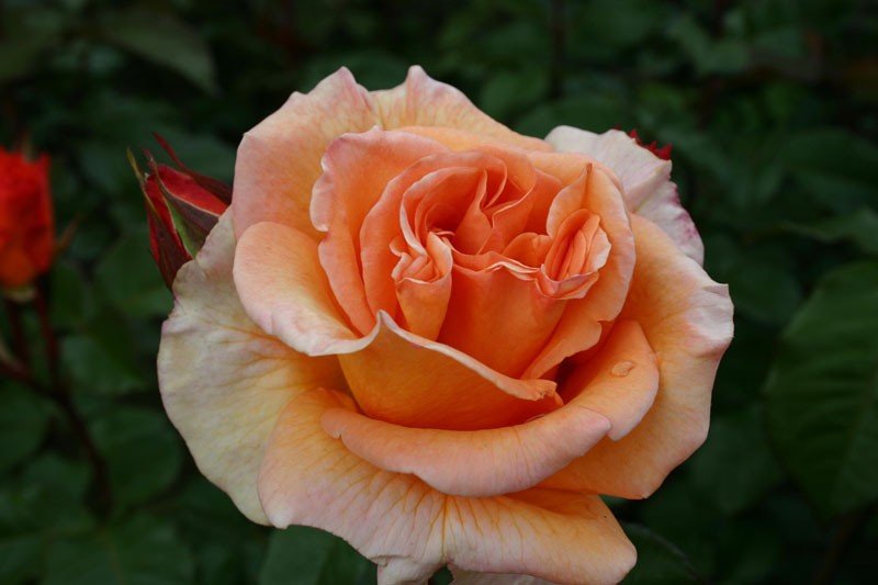 Роза штамбовая Дорис Тистерман