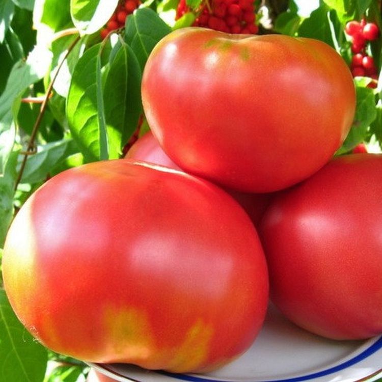 

томат моя семья семена, томат моя семья семена купить
