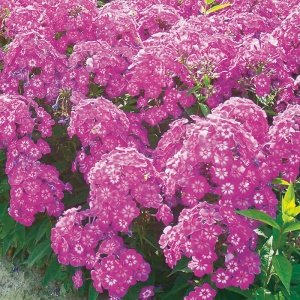 Флокс метельчатый Катя