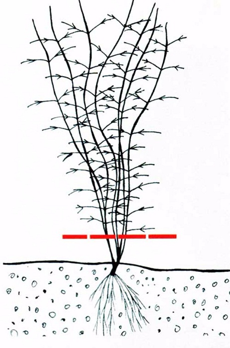 Клематис манчжурский (прямой) Пурпуреа