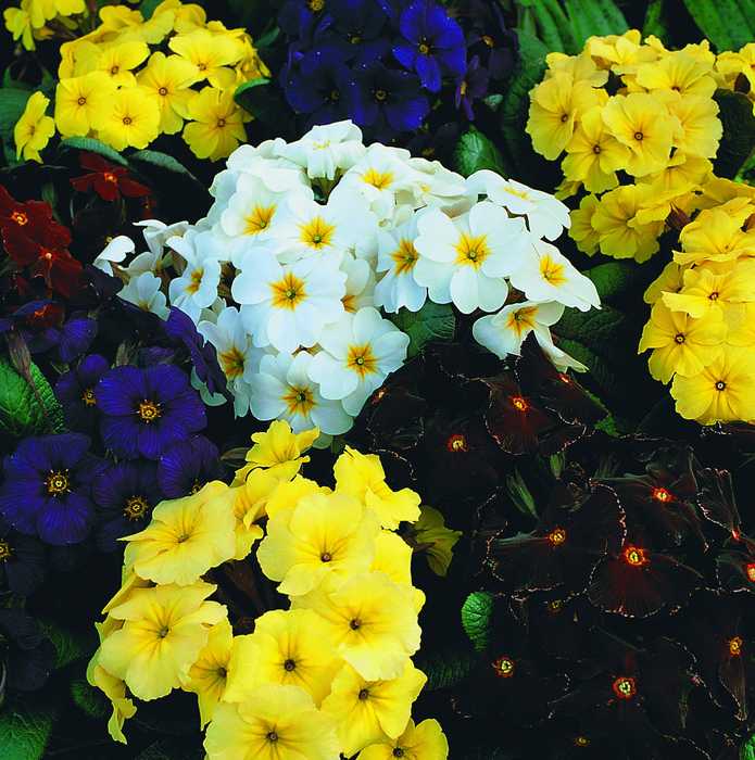 Примула Крупноцветная, смесь