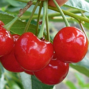 Вишня Метеор (прививка)