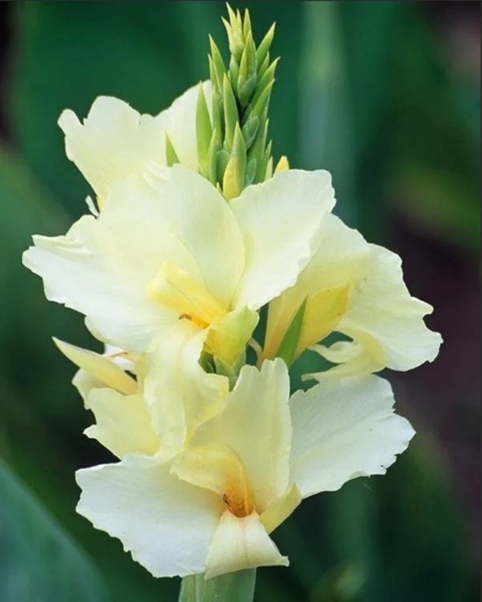 Канна Ванилла Крим
