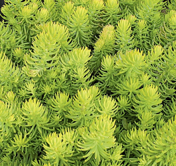 

Седум Винтер Лемон