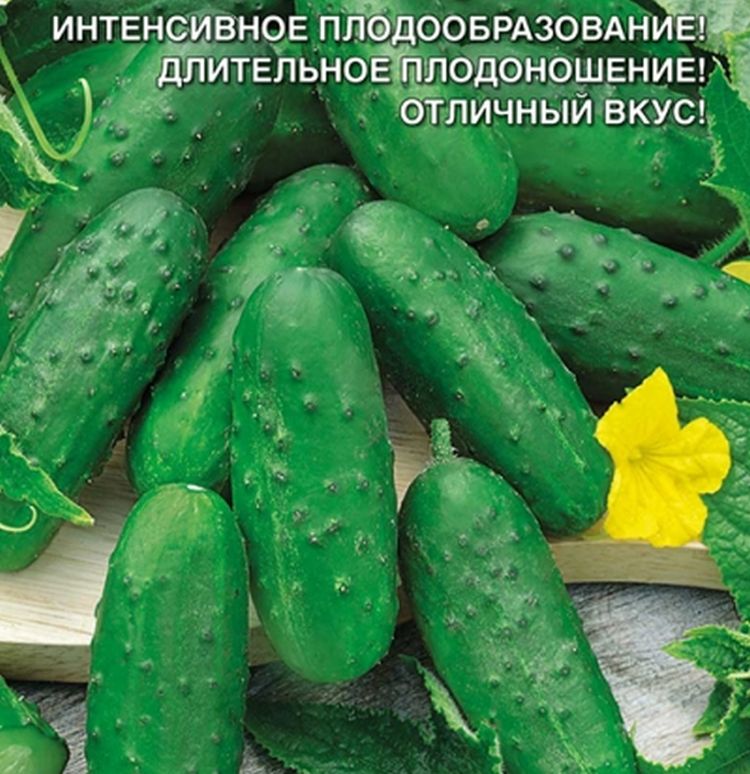 Семена Огурцы Уральский Дачник Купить