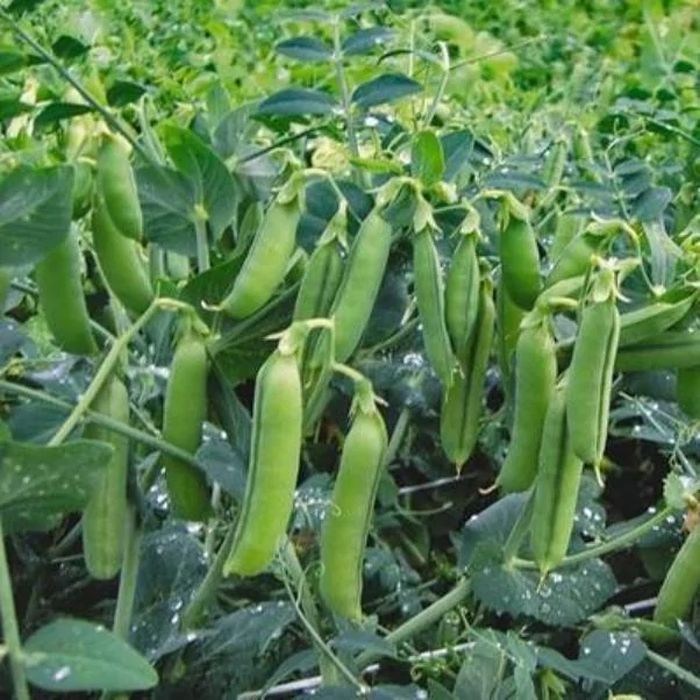 

горох деликатесный лето семена, горох деликатесный лето семена купить