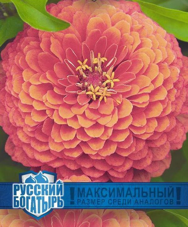 Цинния Великан лососевый серия Русский богатырь