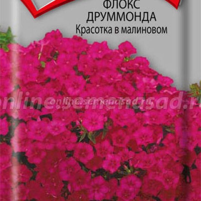 Флокс друммонда Красотка в малиновом 