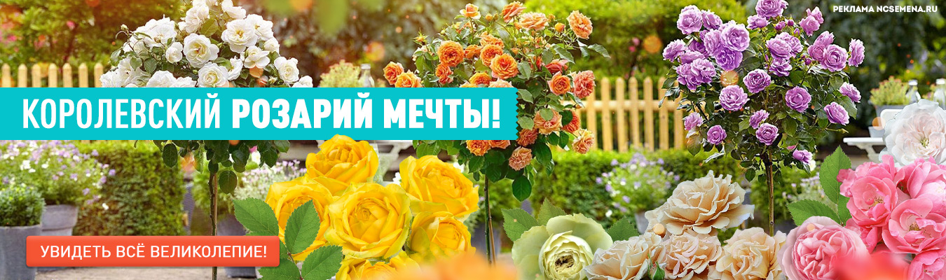 Урожайный сайт ncsemena ru интернет магазин сотка санкт петербург
