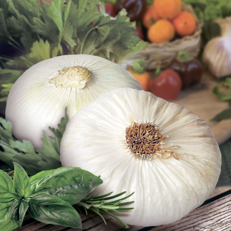 Лук белый плоский. Лук ялтинский белый. Лук ялтинский белый гавриш. Лук репчатый ялтинский белый. Лук ялтинский белый гавриш.