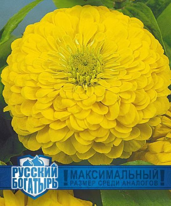 Цинния Великан желтый серия Русский богатырь