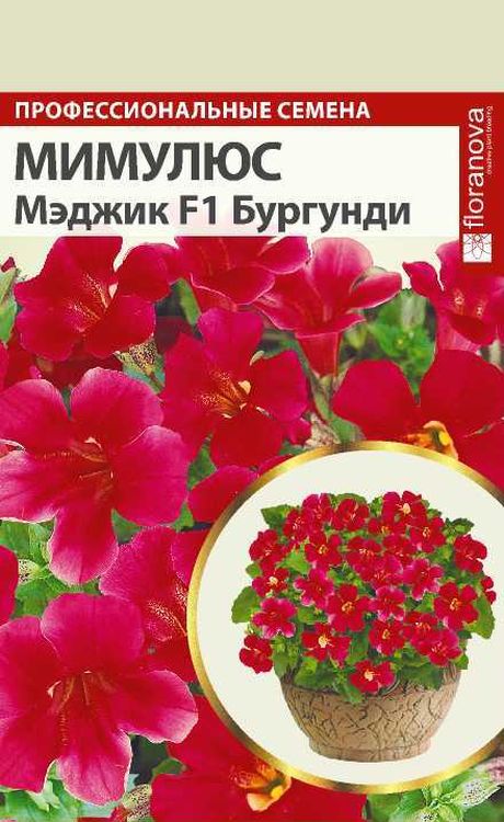 Мимулюс Мэджик Бургунди