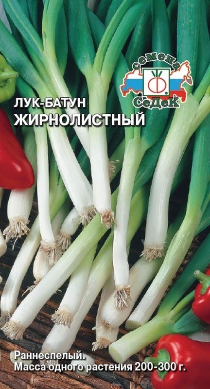 

лук батун жирнолистный семена, лук батун жирнолистный семена купить