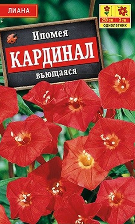 Ипомея Кардинал вьющаяся