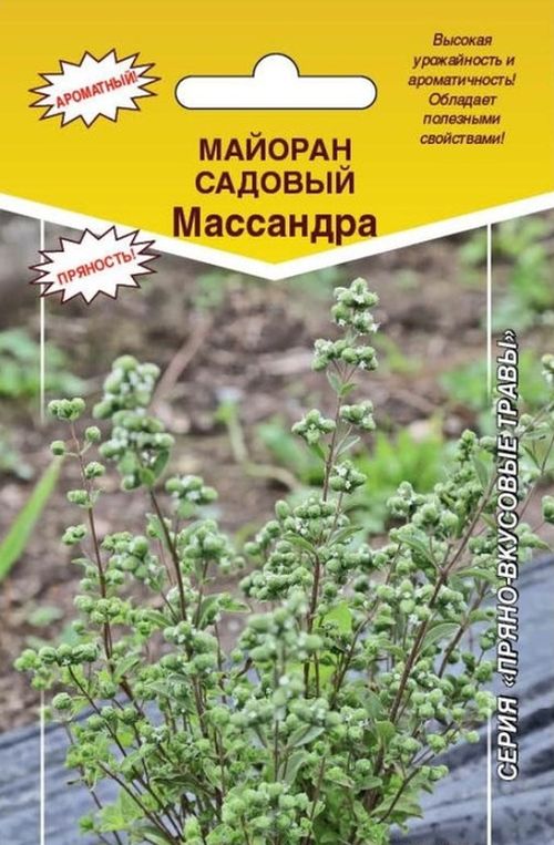 Майоран садовый Массандра